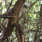 Cooper's Hawk
