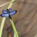 Dragonfly Morpho