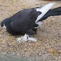Pigeon?