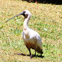 Royal Spoonbill