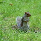 squirrel
