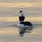 Bufflehead