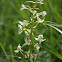Platanthère à fleurs vertes