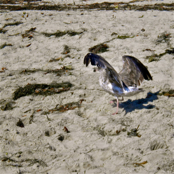 Juvenile American Herring Gull Project Noah