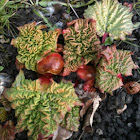 Rhubarb