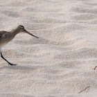 Bar-tailed Godwit, Szlamnik zwyczajny