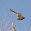 American Kestrel