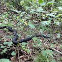 Black rat snake