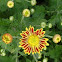 Tiger chrysanthemum