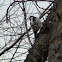 Hairy Woodpecker