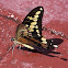 Giant Swallowtail Butterfly