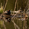 Little Grebe