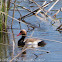 Red-crested Pochard; Pato Colorado
