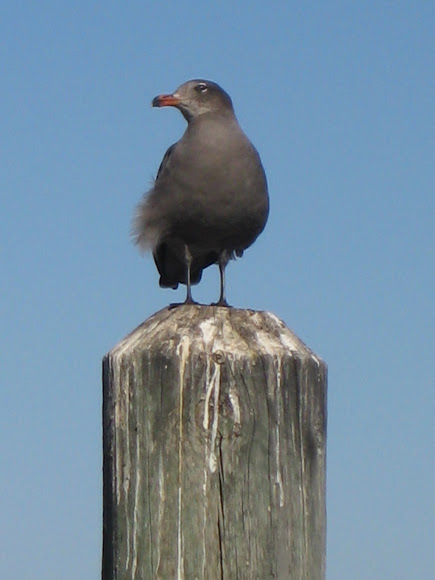 Spotting Image 1