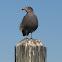 Heermann's Gull