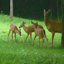 White-tailed Deer