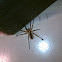 Dotted Wolf Spider