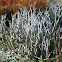 Caribou Moss