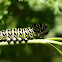Black Swallowtail caterpillar