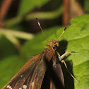 Zabulon Skipper