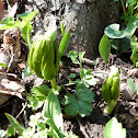 Mayapple