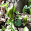 Mayapple