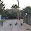 Helmeted Guinea Fowl