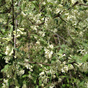 Autumn Olive