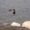 Red-Winged Blackbird