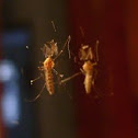 Mosquito