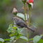 Bushtit