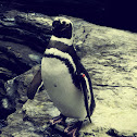Magellanic Penguin