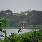 Tricolored Heron (juvenile)