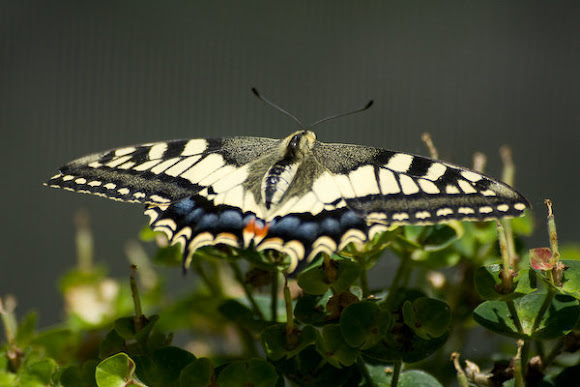Spotting Image 1