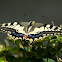 Old World Swallowtail