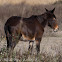 Mule