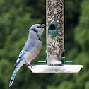 Blue Jay