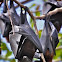 Flying Fox