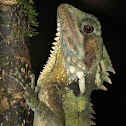 Boyd's Forest Dragon