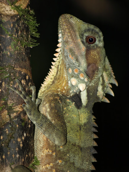 Spotting Image 1