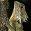 Boyd's Forest Dragon
