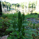 Tree Clubmoss