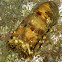 Slipper Lobster