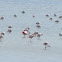 Greater Flamingo