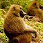 Baboon