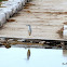 Black-crowned Night Heron