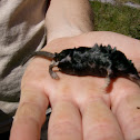 American Shrew-Mole