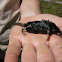 American Shrew-Mole
