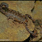 Plain Eastern Stripeless Scorpion