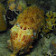 Broadclub Cuttlefish